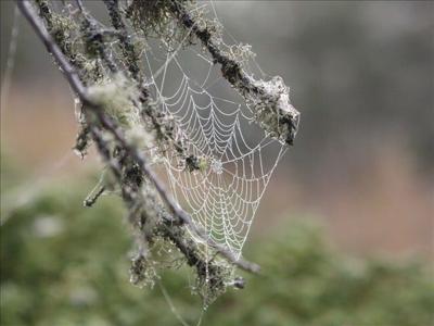 Spider Season is Here, More Black Widows Are Near