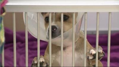 Virtual Adoptions Skyrocket at SPCA, Thrift Store to Start Accepting Donations