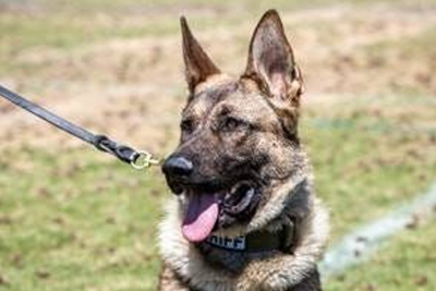 K9 best sale harness badges