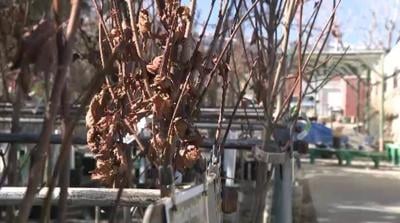 Caring for Your Plants Before Spring
