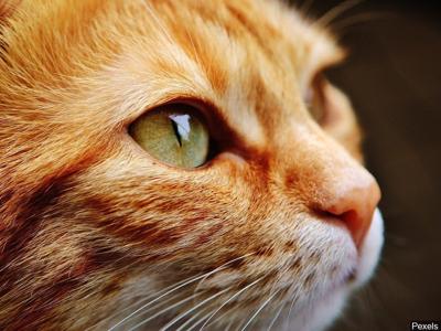 The Scoop On Cats' Scratchy Tongues