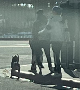 WCRAS Animal Abuse 2.png