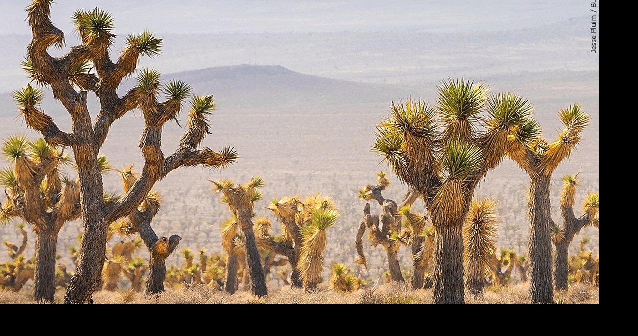 California drafts plan to save its iconic and imperiled Joshua trees | California News
