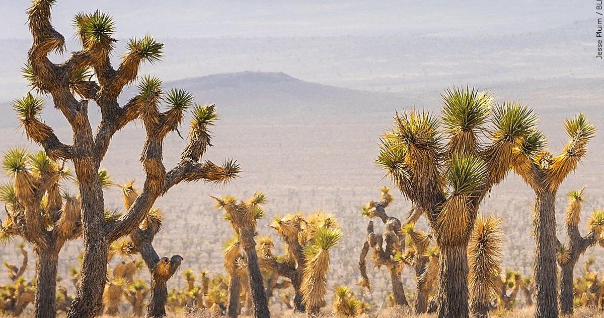 California drafts plan to save its iconic and imperiled Joshua trees | California News California drafts plan to save its iconic and imperiled Joshua trees | California News