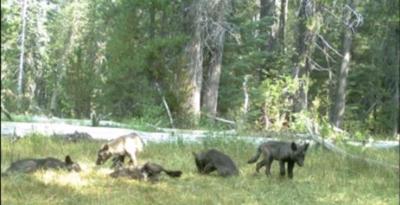 Nevada Officials Confirm First Wolf in State Since 1922