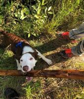 Another Week in the Life of a 2 News Hound