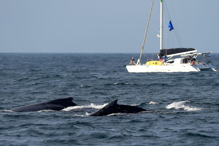 Brazil Humpback Whales