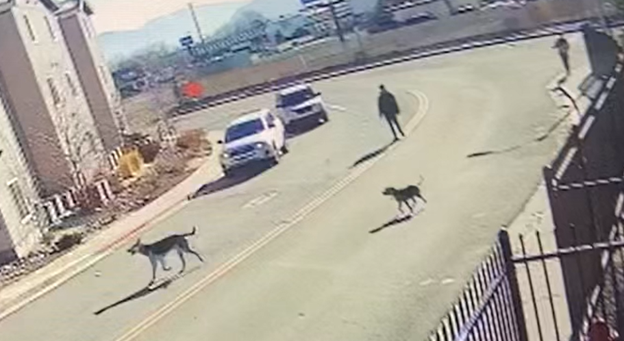 WCRAS Animal Abuse'.png