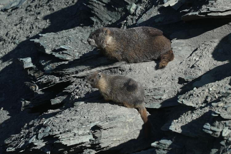 Marmots Climate Research