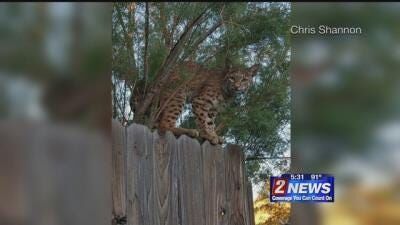 Experts: Wildfires Pushing Bobcats Into Neighborhoods