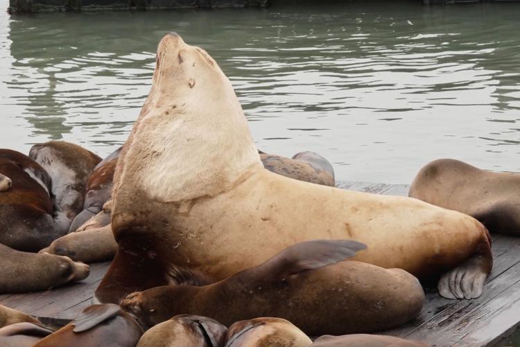 San Francisco Giant Sea Lion