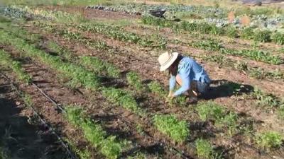 Growing NV Wraps Up Local Food Celebration With Hands-On Events