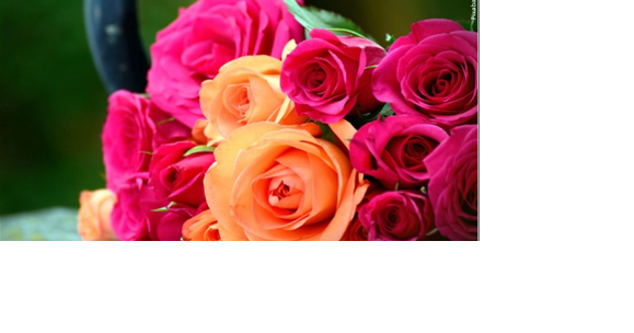 City of Reno hosting annual rose pruning demonstration this Saturday - Vimarsana News