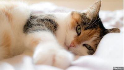 Nevada Humane Society to Host Donation Event