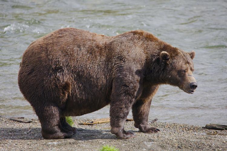 Alaska’s Fat Bear Contest winner finishes ahead of the bear that killed