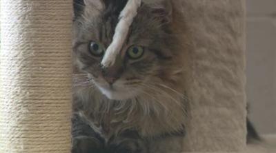 SPCA cat