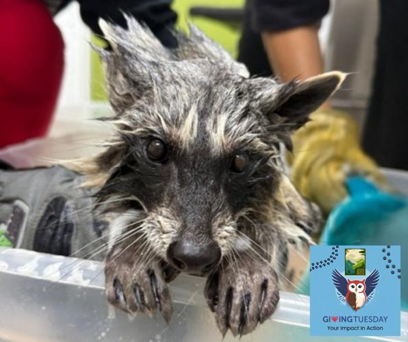 two rescued baby raccoons
