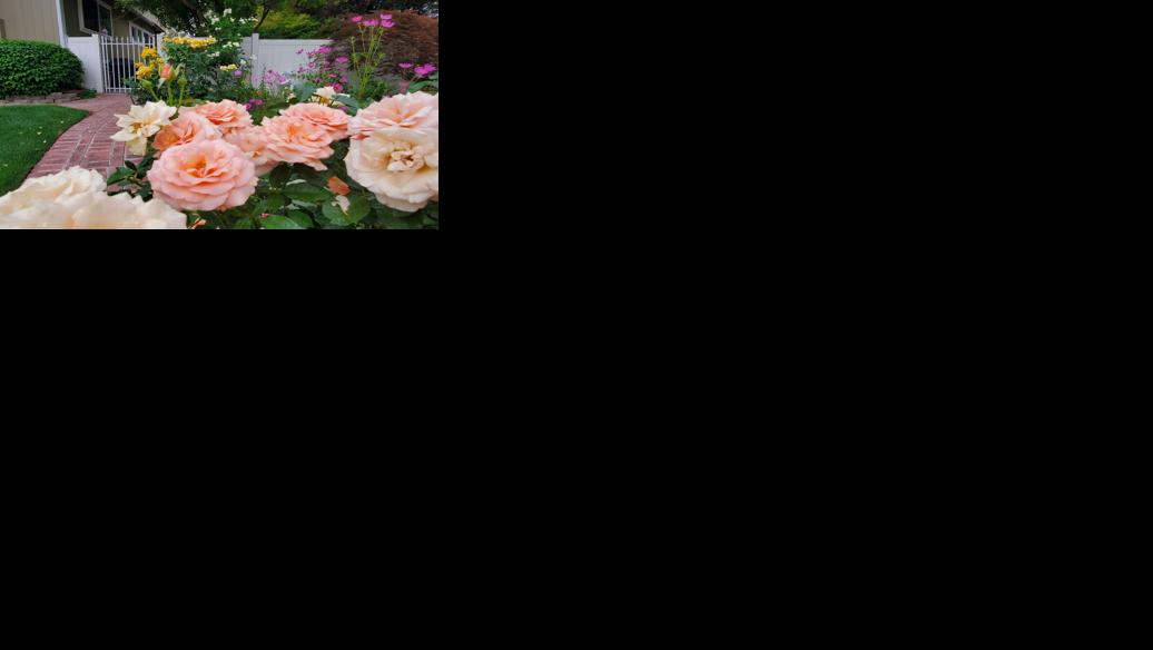 UNR Extension - Flowers