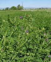 Cooperative Extension Offers Agricultural Drought Planning Workshops