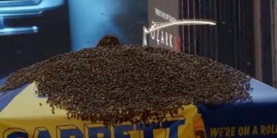 Thousands of Bees Swarm Hot Dog Stand in New York City