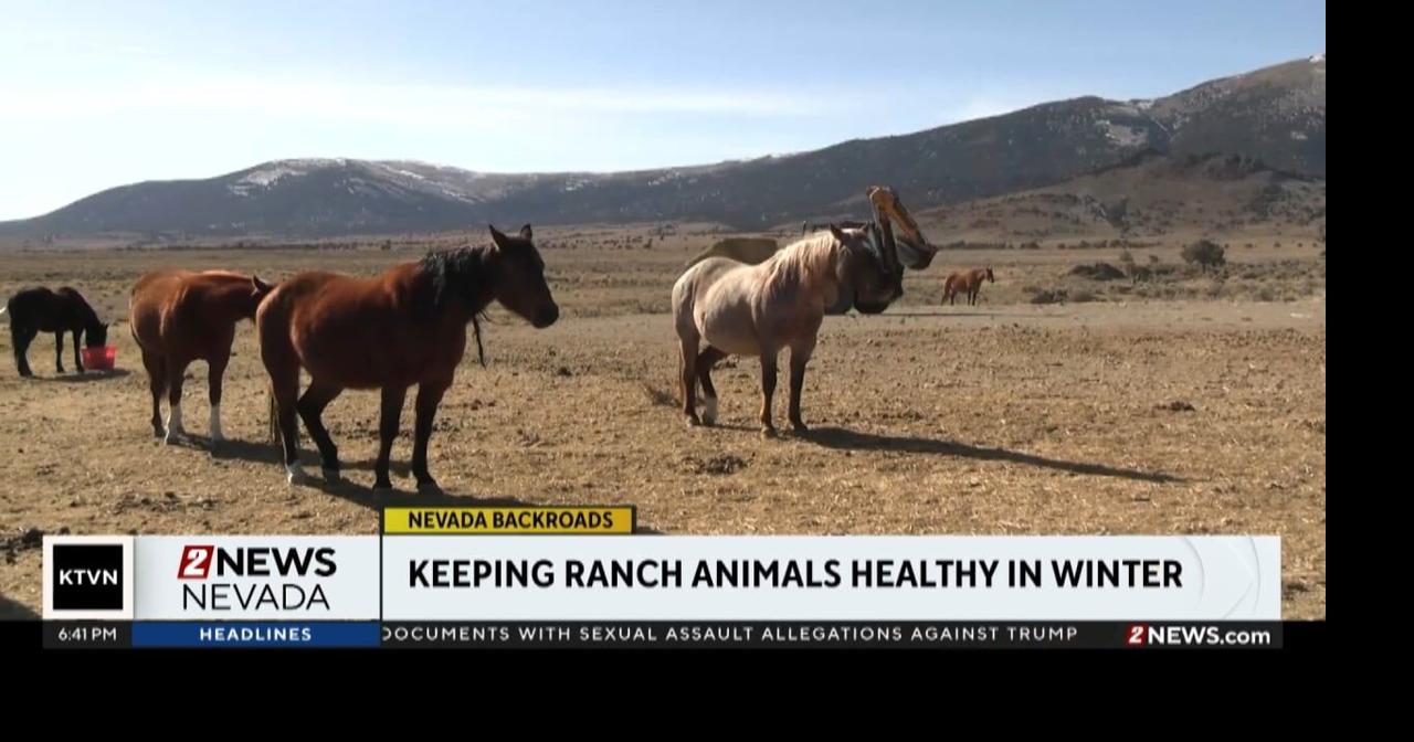 Nevada Backroads: Keeping ranch animals healthy during winter | Nevada ...