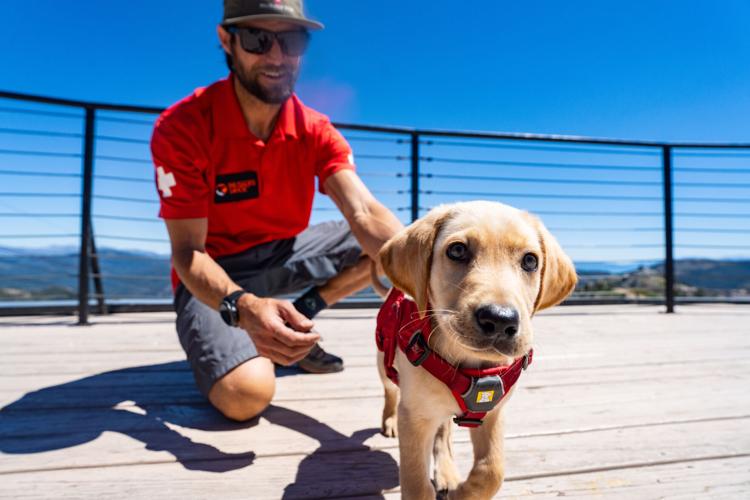 Palisades Tahoe New Avalanche Rescue Dog - Meet Binny