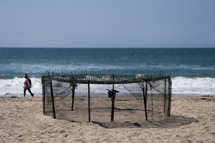 Rare Turtle Nests