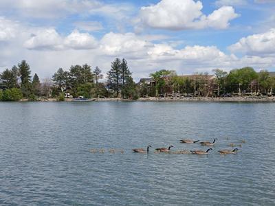 Gaggle of Geese at Virginia Lake