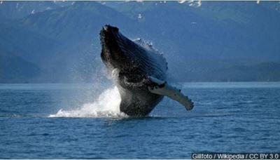 Experts Say Humpback Whale In San Francisco Bay Appears Ill
