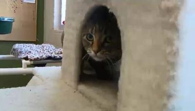 Protecting Your Pets During NYE Celebrations, Fireworks