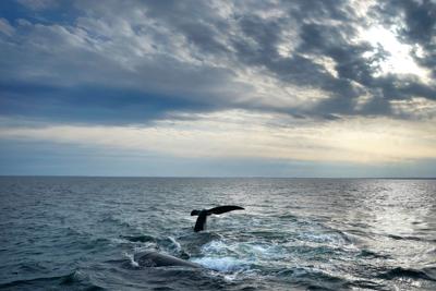 Right Whale Deaths