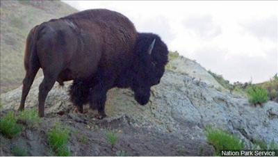 Hundreds of Yellowstone Bison to be Culled This Winter