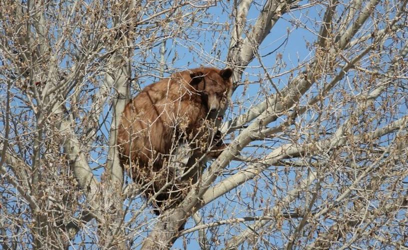 Bear in tree