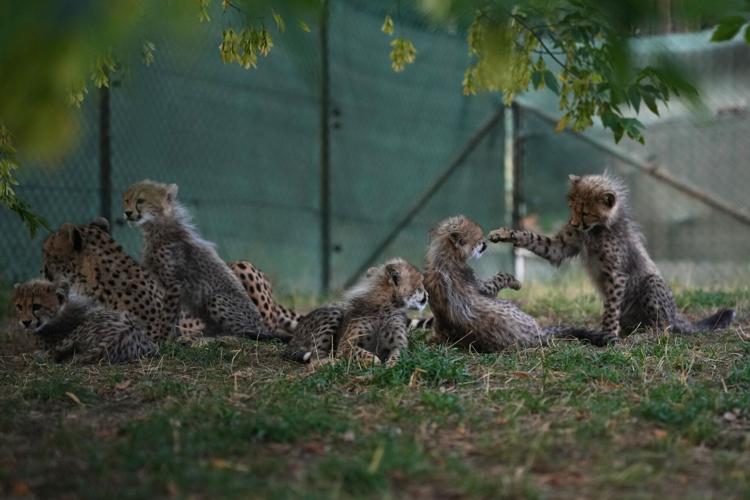 Czech RepublicBaby Cheetahs