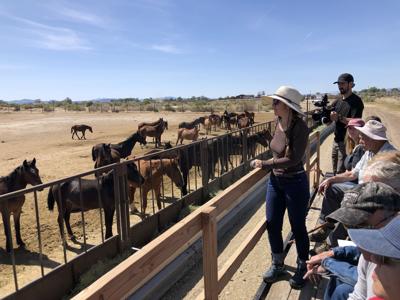 horses blm tour public tour horses corral