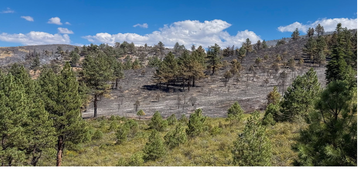 Hawk Fire now 100% contained | Fire Watch | 2news.com