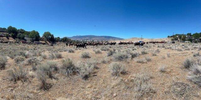 Reno Rodeo 2025 Cattle Drive - final trek to rodeo grounds 20