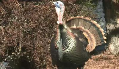 Wild Turkeys Call Reno Suburb Home