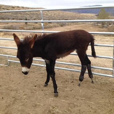Zoe the Burro gives back