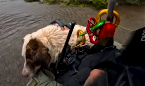 Rescued dog El Dorado County