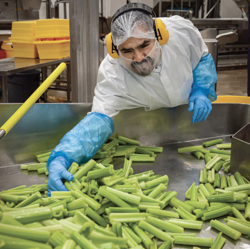 Fermin Reyes sorts and packs celery sticks for food service.
