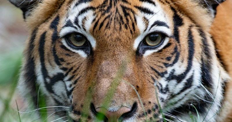 Woodland Park Zoo Awards $900K to Wildlife Network