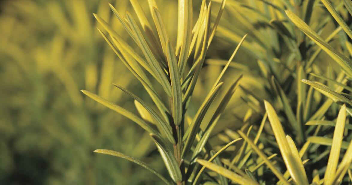 Exploring Evergreen Gardening Options | Home + Garden Exploring Evergreen Gardening Options | Home + Garden