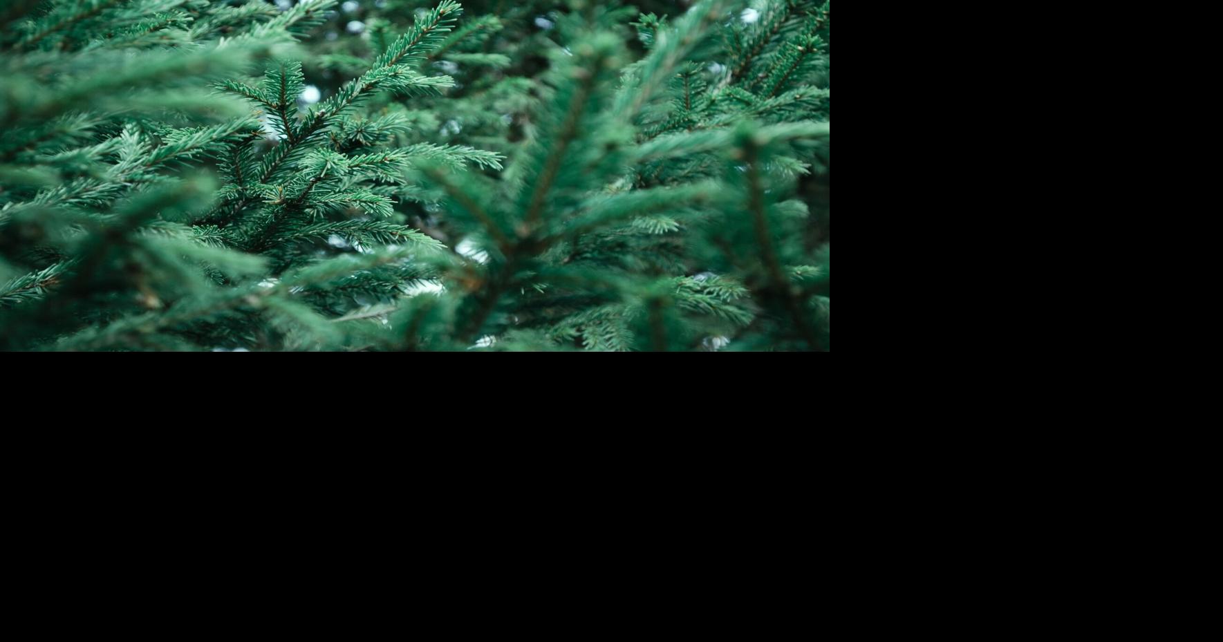Reality Series 'Married at First Sight' Puts a Spotlight on Issaquah Tree Farm