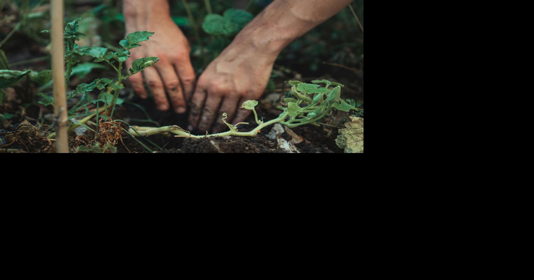 What Should Be on Your Fall Gardening Checklist, According to One Expert