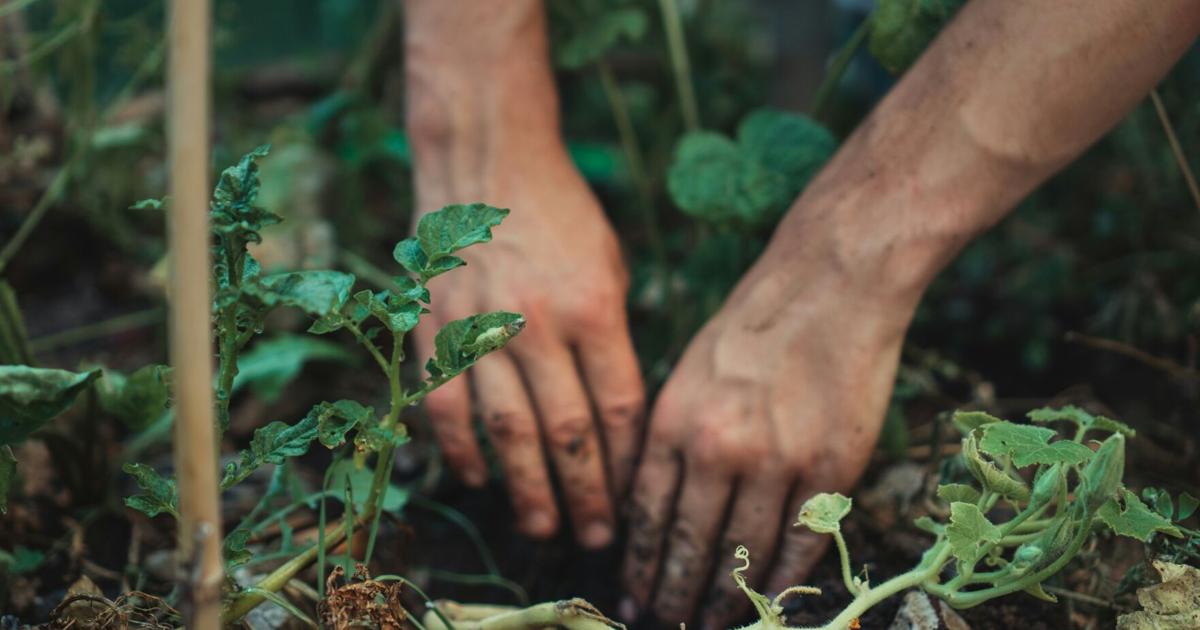 What Should Be on Your Fall Gardening Checklist, According to One Expert