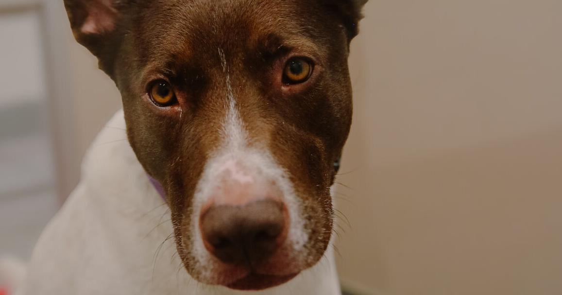 Feel Good Friday: Pet of the Month, a Book-Release Event, and a Donation