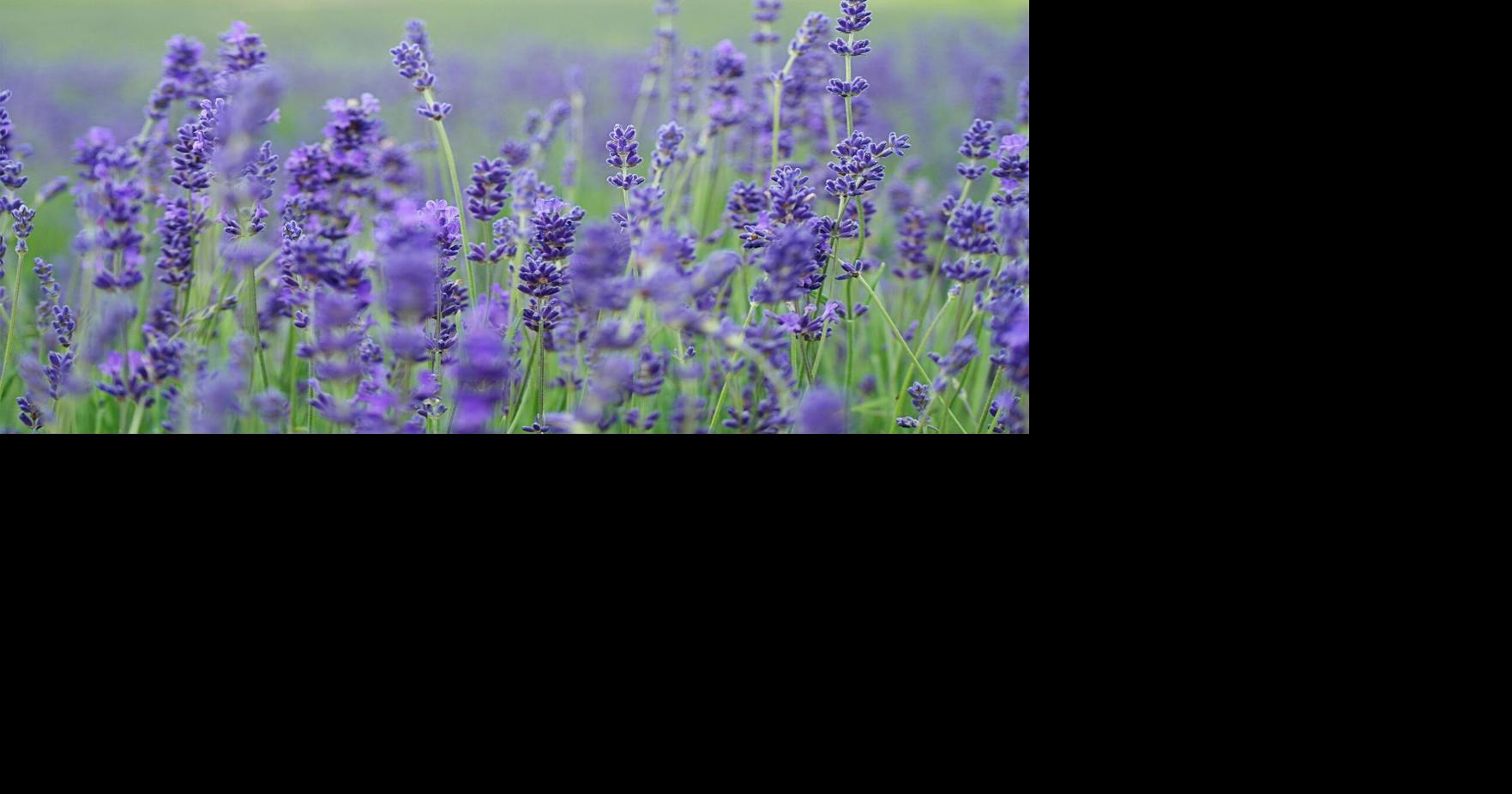 Stop and Smell the Lavender: Local Fields Worth the Trip