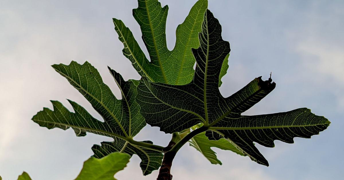 Bellevue Residents Can Now Sign Up for Free Trees