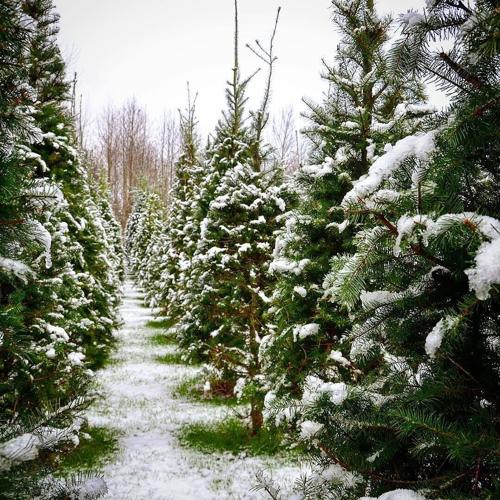Five Places to Cut Your Own Christmas Tree This Year | Travel ...